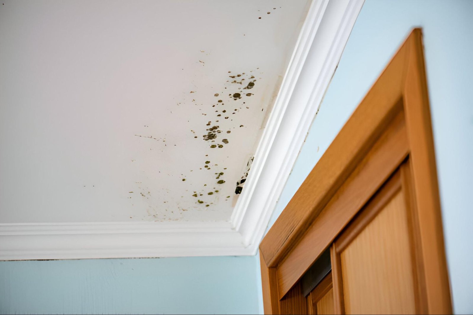 Causes of Mould on Ceilings