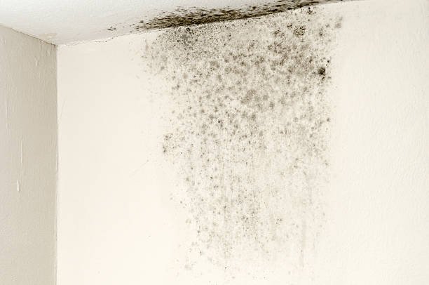Mold on Ceiling Royalty free stock photo of mold on ceiling mould stock pictures, royalty-free photos & images