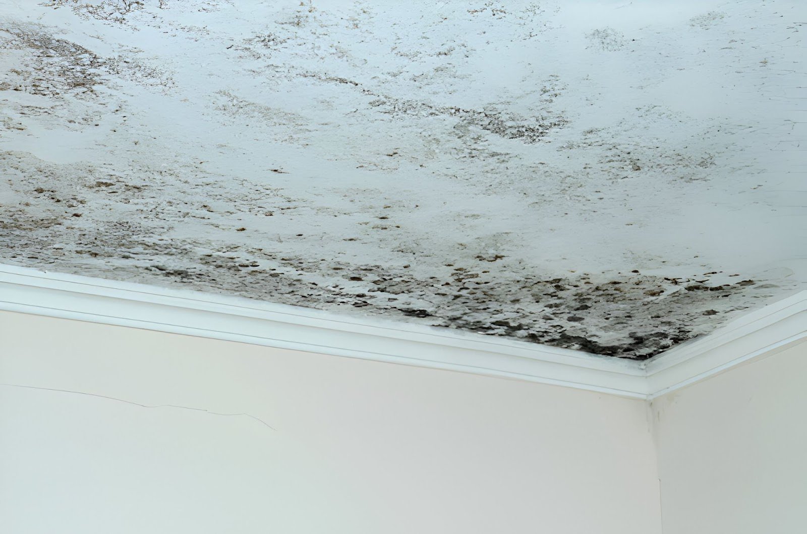 Identifying mould on your ceiling