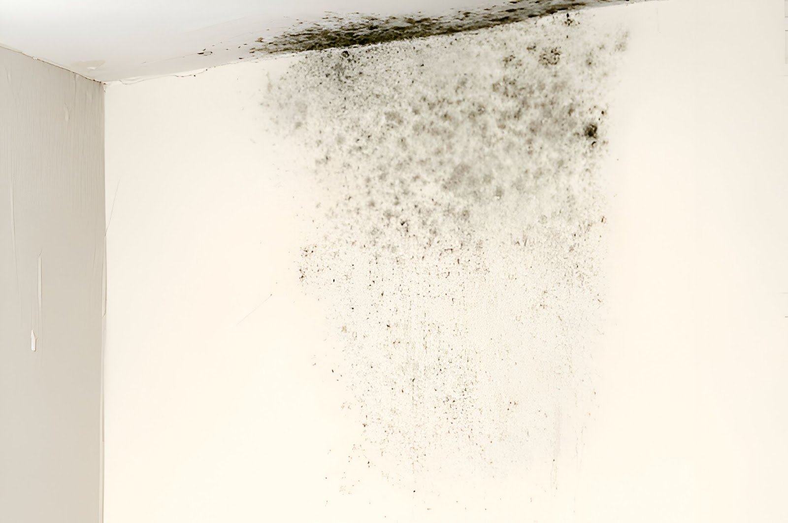 mold removal cost sydney