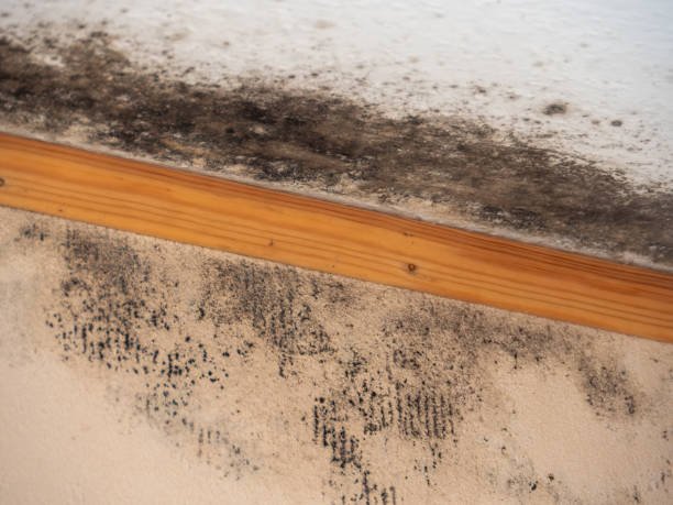  Mould Detection
