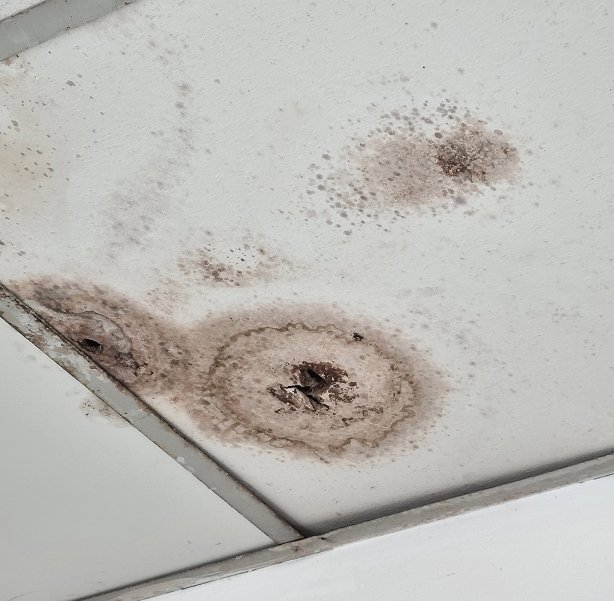 ceiling-is-moldy-wall-panels 1