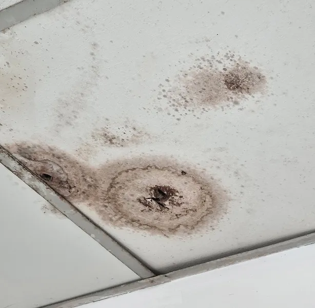 ceiling-is-moldy-wall-panels 1 ceiling-is-moldy-wall-panels 1