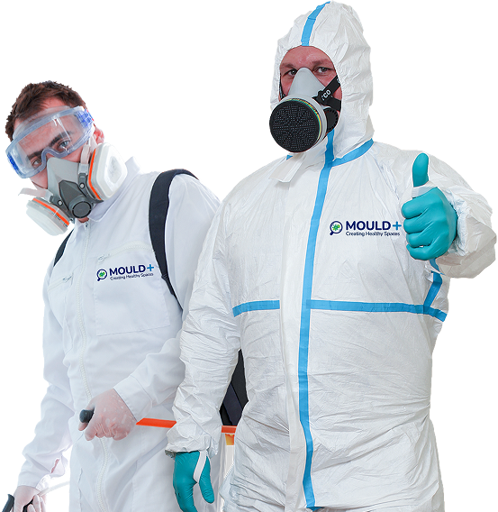 Mould Removalist
