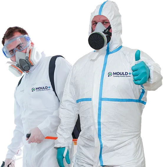 Mould Removalist